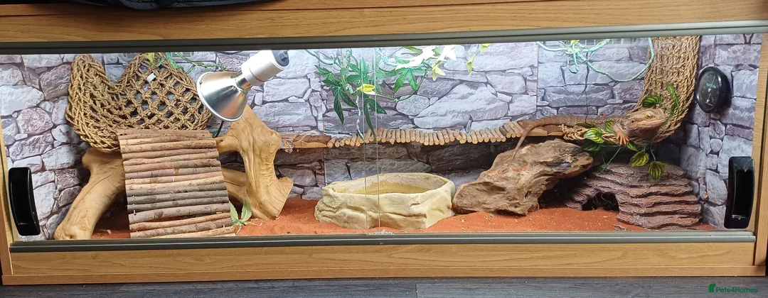 Bearded Dragon reptiles for sale: Bearded dragon & Viv - Advert 2