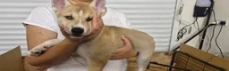 Siberian Husky dogs for sale: 5 Boys & 2 Girls Siberian Huskies – b. 21/5/26 - Advert 20