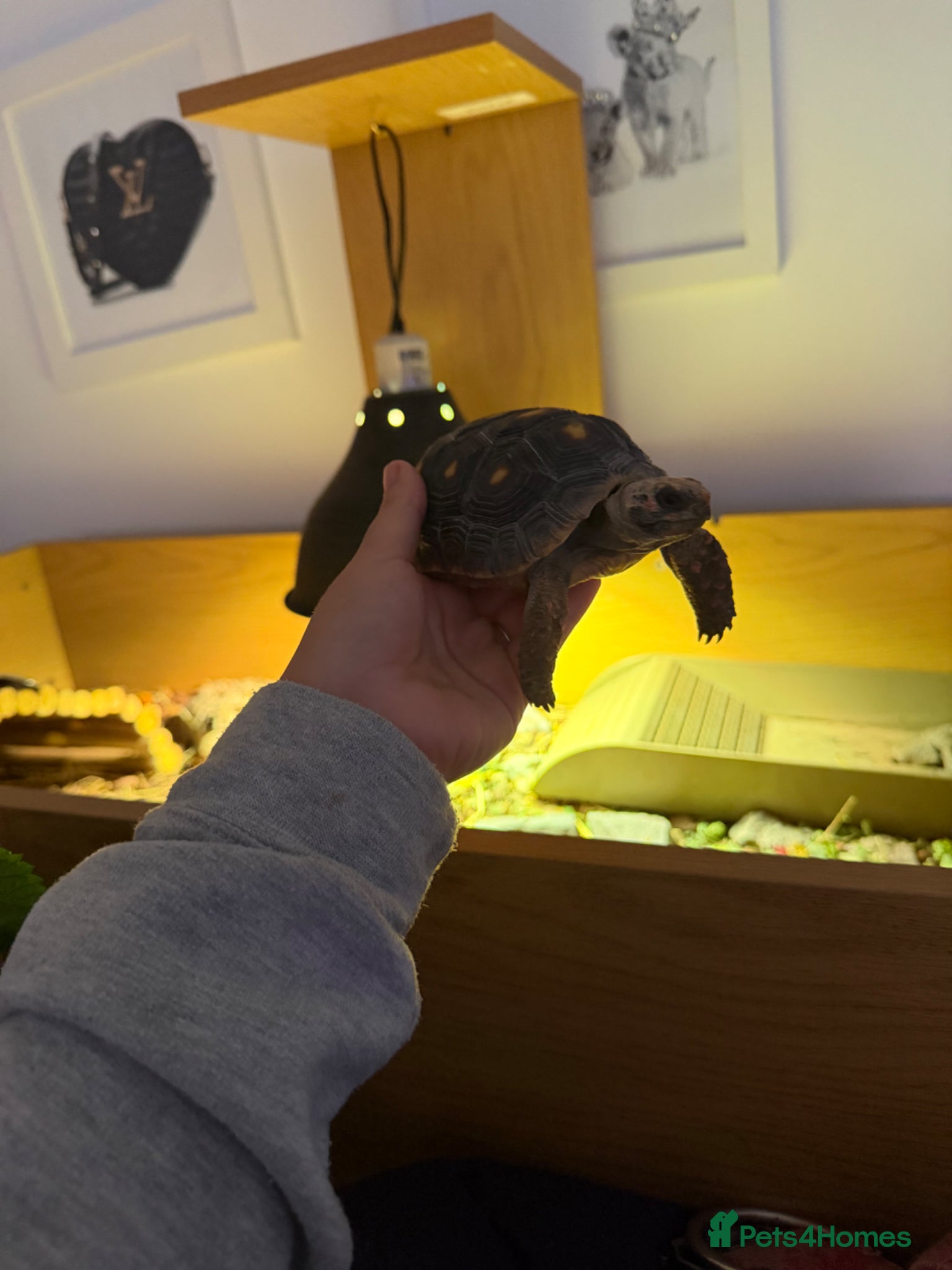 Tortoise reptiles for sale: Red foot tortoise  in Saint Leonards-on-sea - Advert 4
