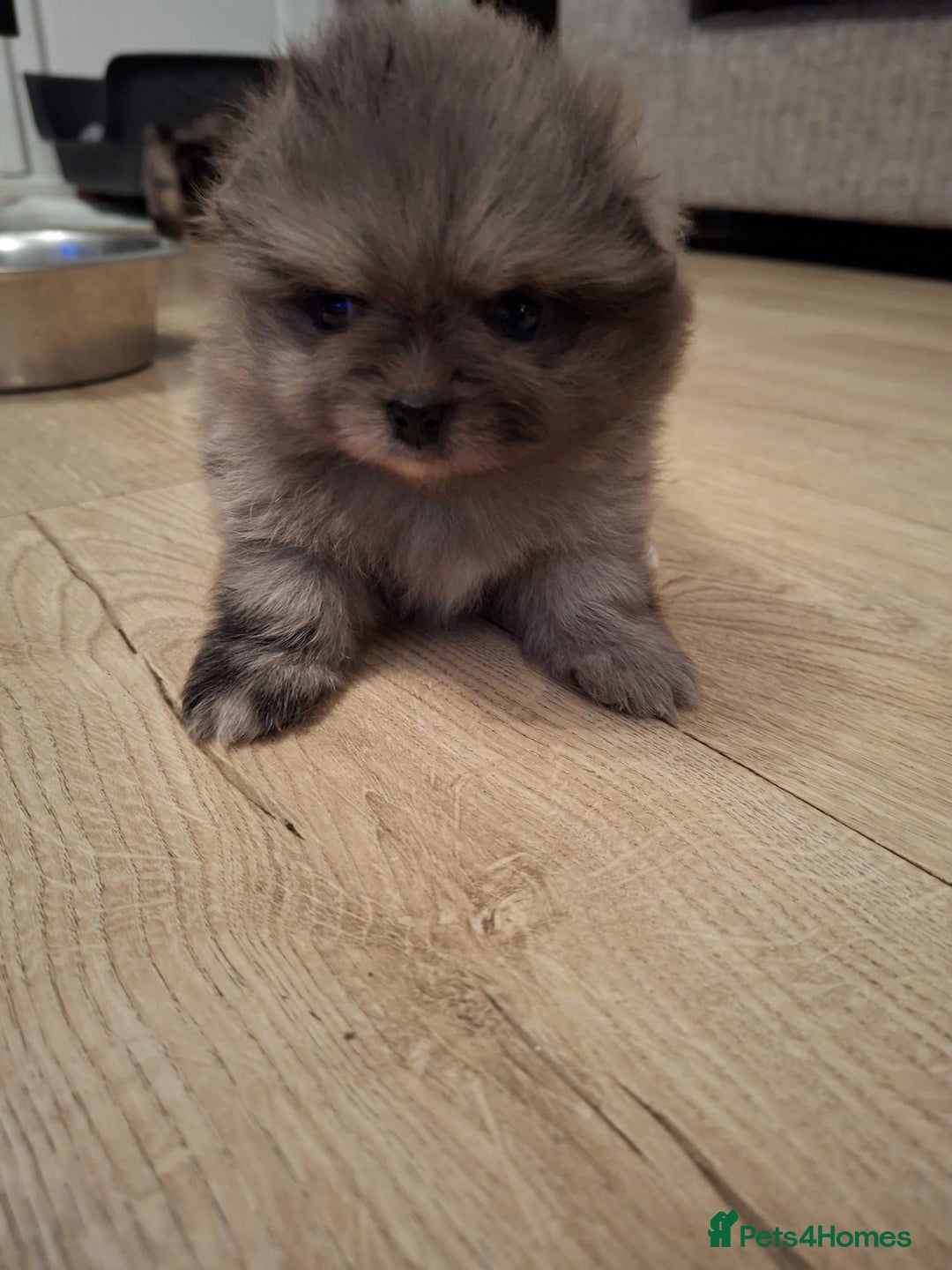 Pomeranian dogs for sale: 4 beautiful pomeranian - Advert 11