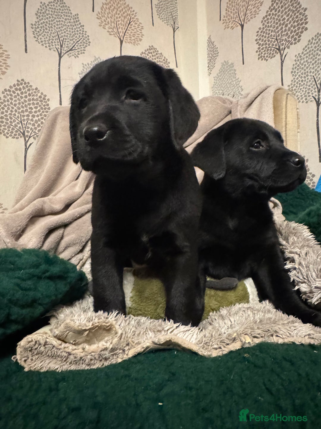 Labrador Retriever dogs for sale: KC *Vet Inspected* Black & Yellow Labrador Pups  - Advert 6