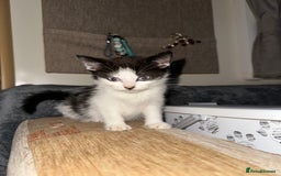 Domestic Shorthair cats for sale: Tabby and Black & white Kitten Ready to go!  - Image 4