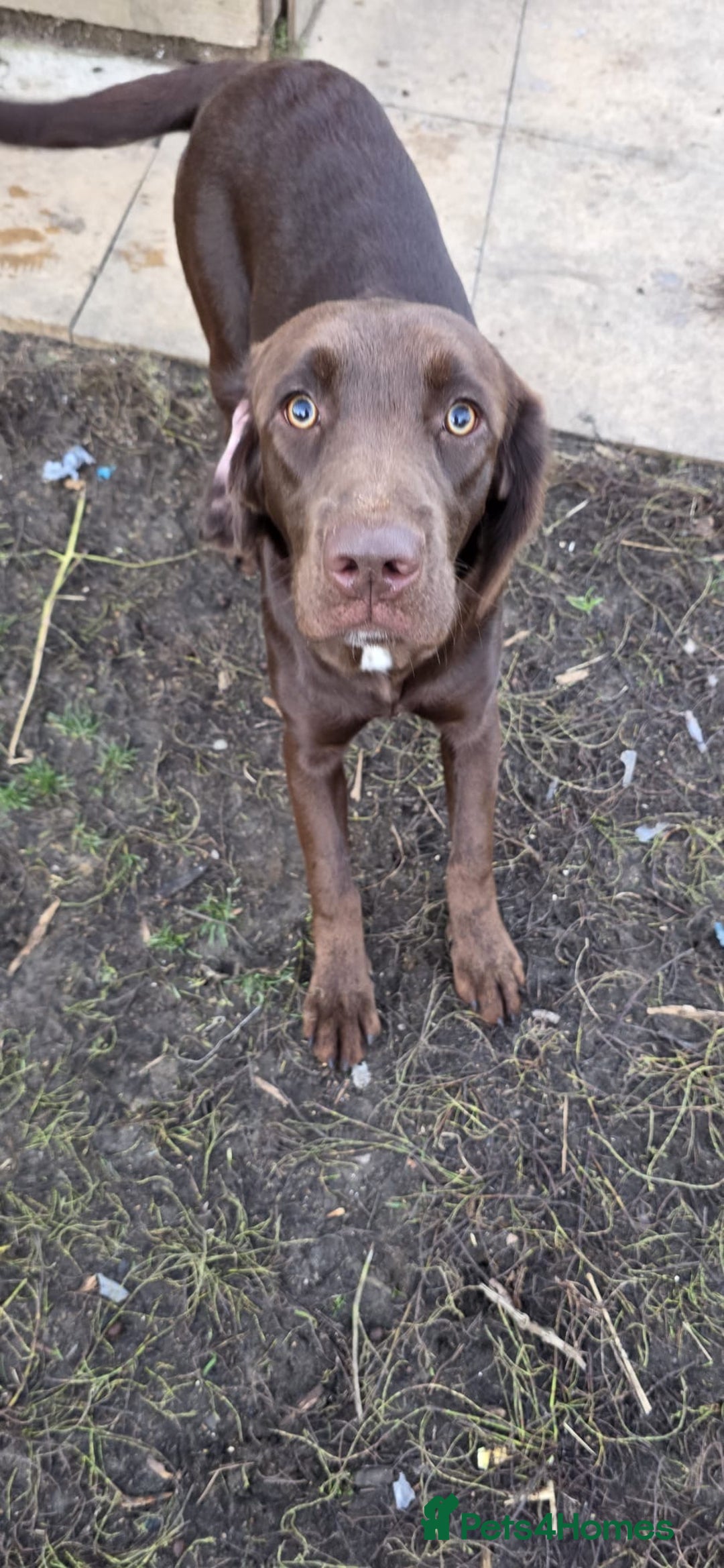 Springador dogs for sale: LAST Female springador for SALE - Image 8