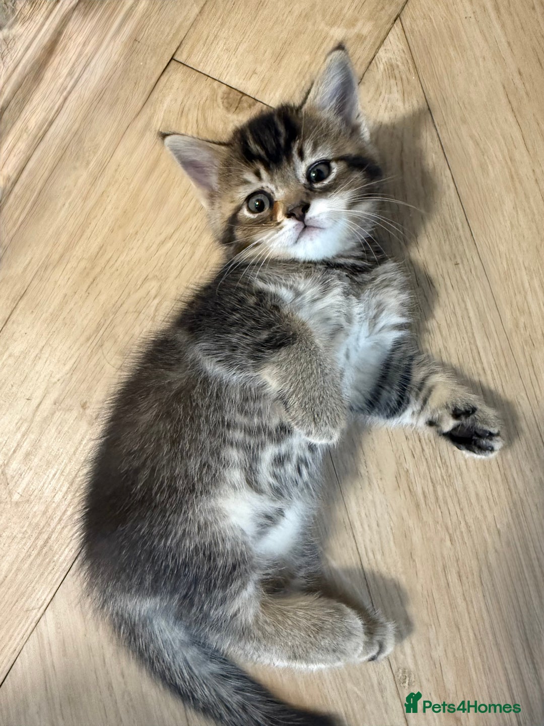 British Shorthair cats for sale: Unusual litter of British Shorthairs-read des. - Image 7