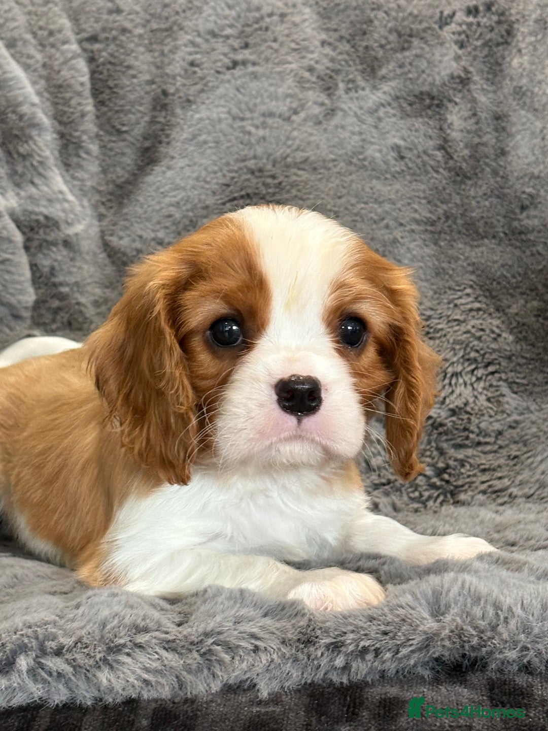 Cavalier King Charles Spaniel dogs for sale: Health Tested cavalier puppies  - Image 8