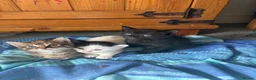 Mixed Breed cats for sale: 4 beautiful kittens for sale  - Advert 7