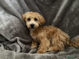 Maltipoo dogs 🐾 Maltipoo Puppy Looking for a Loving Home 🐾 - Advert 12