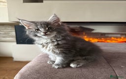 Maine Coon cats for sale: XL Russian Cubs 🇷🇺❤️ - Image 9