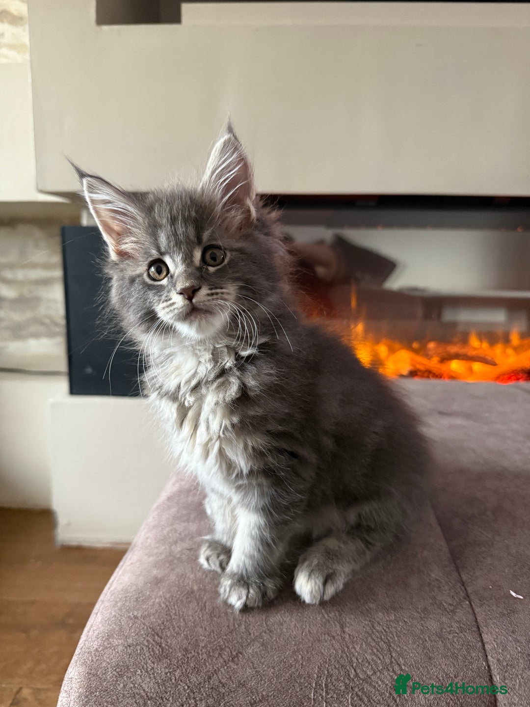 Maine Coon cats for sale: XL Russian Cubs 🇷🇺❤️ - Image 9