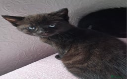 Mixed Breed cats for sale: READY NOW 2 female long haired fluffy kittens - Image 6