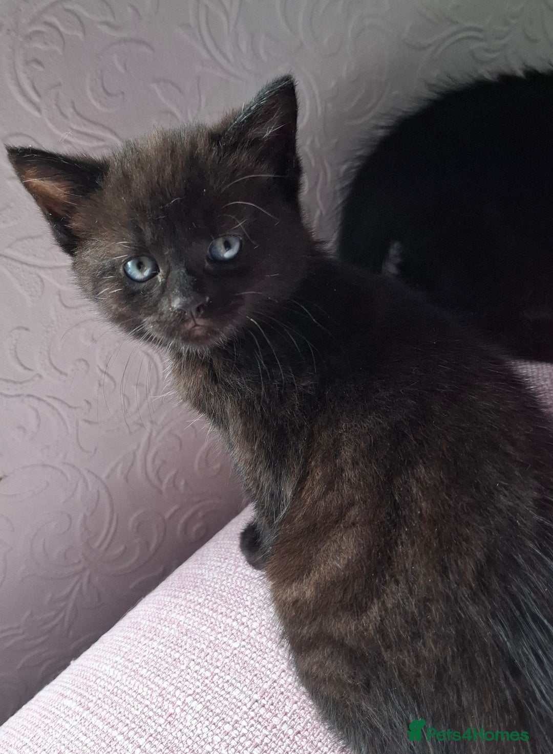 Mixed Breed cats for sale: READY NOW 2 female long haired fluffy kittens - Image 6