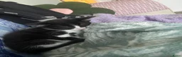 Mixed Breed cats for sale: Domino & Oreo  in Barnsley - Advert 4