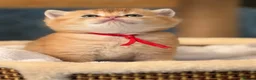 British Shorthair cats for sale: British sh Blue Golden kittens GCCF  - Advert 3