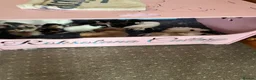 Persian cats for sale: Beautiful high quality Persian and Exotic kittens  - Advert 6