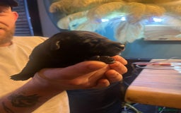 Mixed Breed dogs for sale: Blue staff x Black labrador puppies  - Advert 17