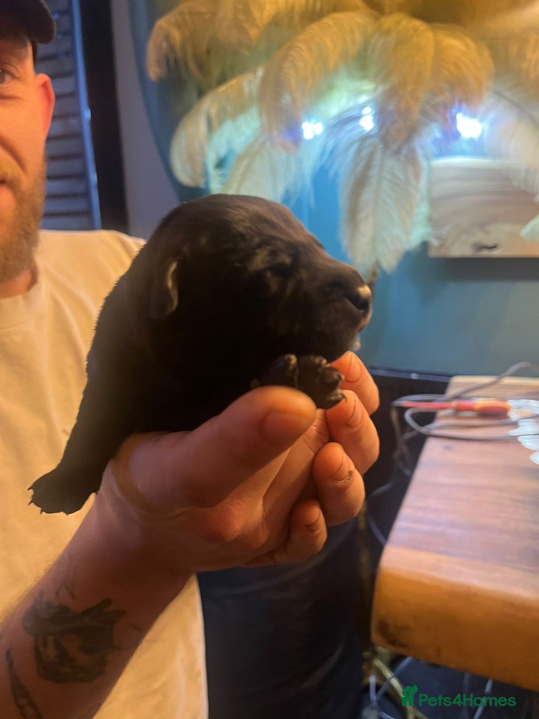 Mixed Breed dogs for sale: Blue staff x Black labrador puppies  - Advert 17