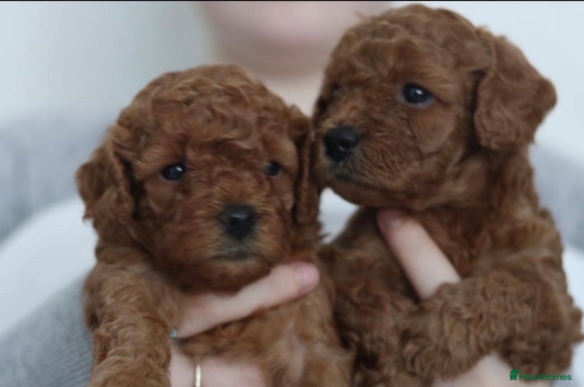 Cavapoo dogs Ready to leave F1bb deep red Cavapoo puppies  - Advert 2