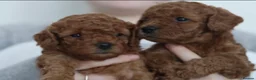 Cavapoo dogs for sale: Ready to leave F1bb deep red Cavapoo puppies  - Advert 2