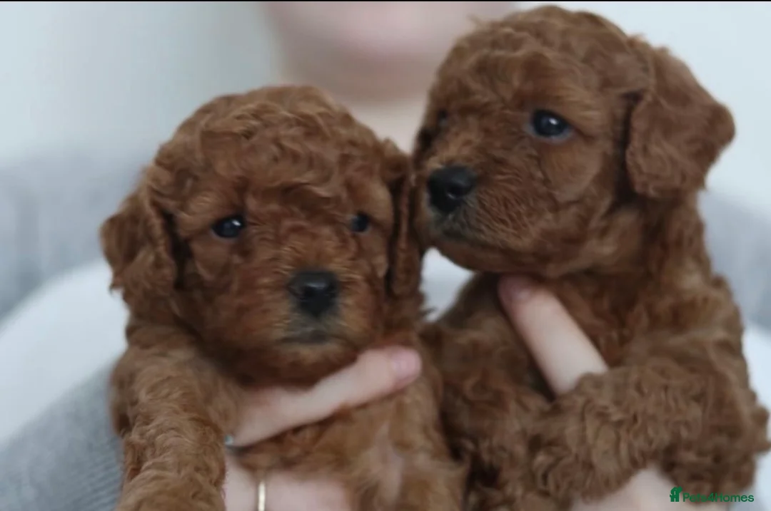 Cavapoo dogs for sale: Ready to leave F1bb deep red Cavapoo puppies  - Advert 2