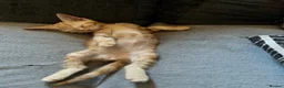 Mixed Breed cats for sale: 6 Beautiful kittens - Advert 2