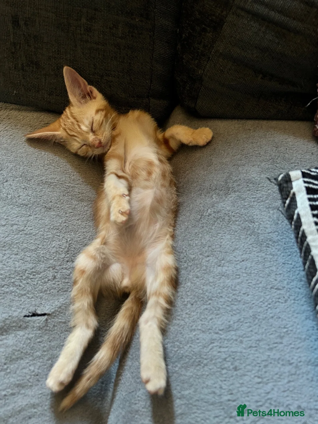 Mixed Breed cats for sale: 6 Beautiful kittens - Advert 2