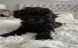 Cavapoo dogs for sale: *1 BOY LEFT - READY NOW* F1B Cavapoo for sale in Mansfield - Image 19
