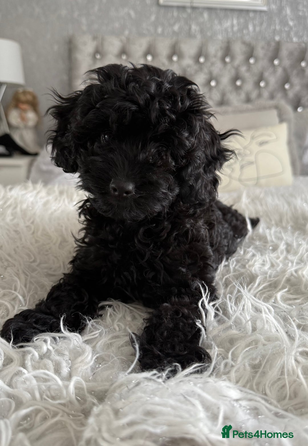 Cavapoo dogs for sale: *1 BOY LEFT - READY NOW* F1B Cavapoo for sale in Mansfield - Image 19