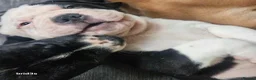 Mixed Breed dogs for sale: Sharpei x American bulldog pups - Advert 3