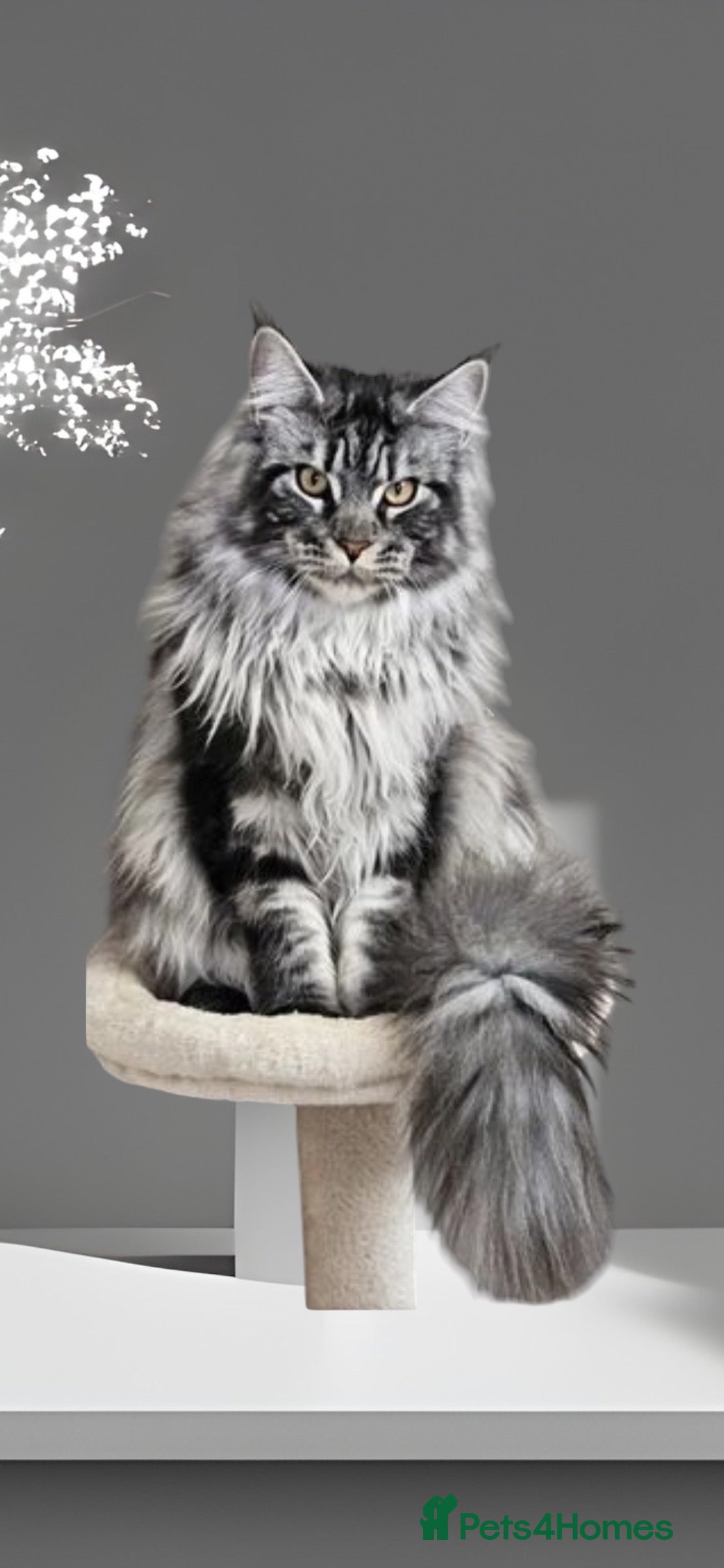 Maine Coon cats TICA/GCCF stud available + kittens available  in Brighouse - Advert 17