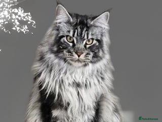 Maine Coon cats in Brighouse - Advert 18