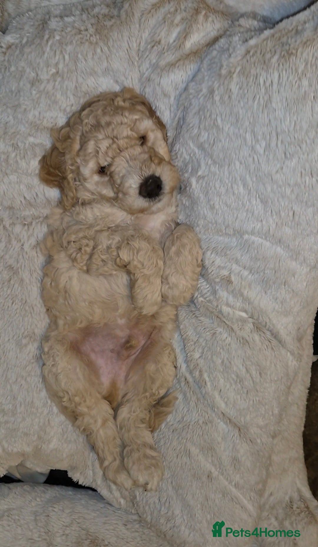 Australian Labradoodle dogs for sale: LAST ONE BOY - Australian Labradoodle Puppies  - Advert 1