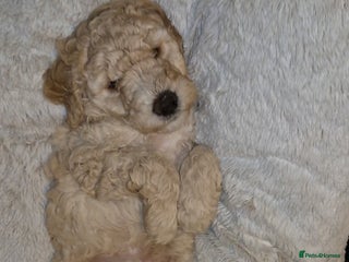 Australian Labradoodle dogs LAST ONE BOY - Australian Labradoodle Puppies - Advert 5