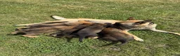 German Shepherd dogs for sale: German shepherd puppies in Peterborough - Advert 1