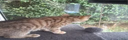 Mixed Breed cats for sale: Stunning Toyger striped tabbies 😻 - Advert 26