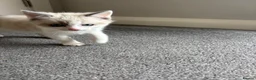 Ragdoll cats for sale: Part bred ragdoll kittens  - Advert 6