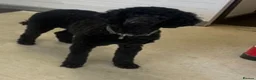 Standard Poodle dogs for sale: REDUCED TWO BOYS SOLD ONE GIRL SOLD stunning pups  - Advert 19