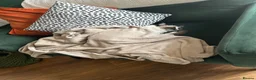 Ragdoll cats for sale: Ragdoll - Maggie in Middlesbrough - Advert 12