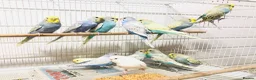 Budgerigars birds for sale: Beautiful Baby Budgies for sale. - Advert 9