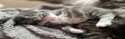 Maine Coon cats for sale: 2 Maine Coone Kittens for sale - Advert 3