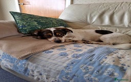 Mixed Breed dogs for adoption: Brodie In Ayr Looking for a home  - Image 4