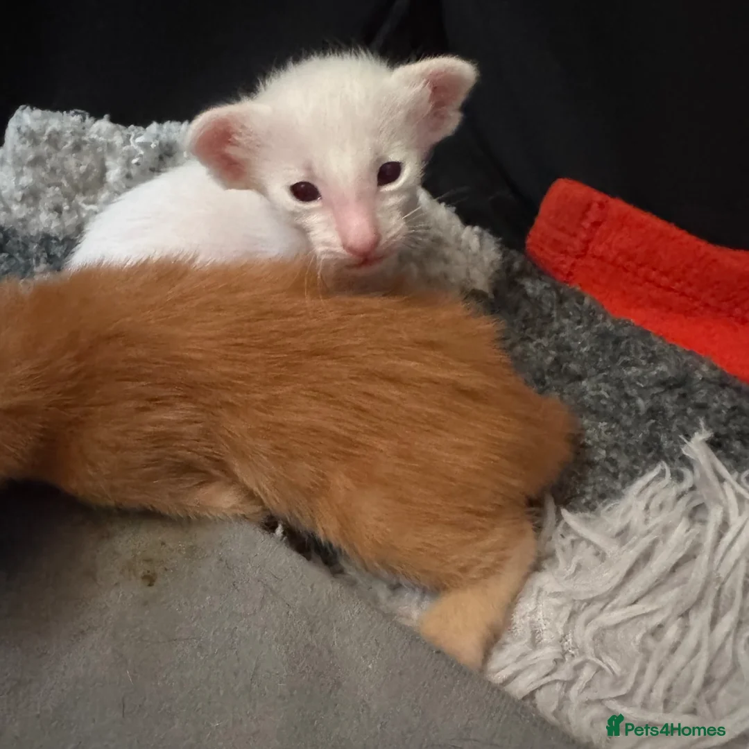 Oriental cats for sale: Beautiful kittens  - Advert 2