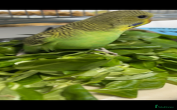 Budgerigars birds for sale: Babies & -Adult Budgies  in Ebbw Vale - Image 3