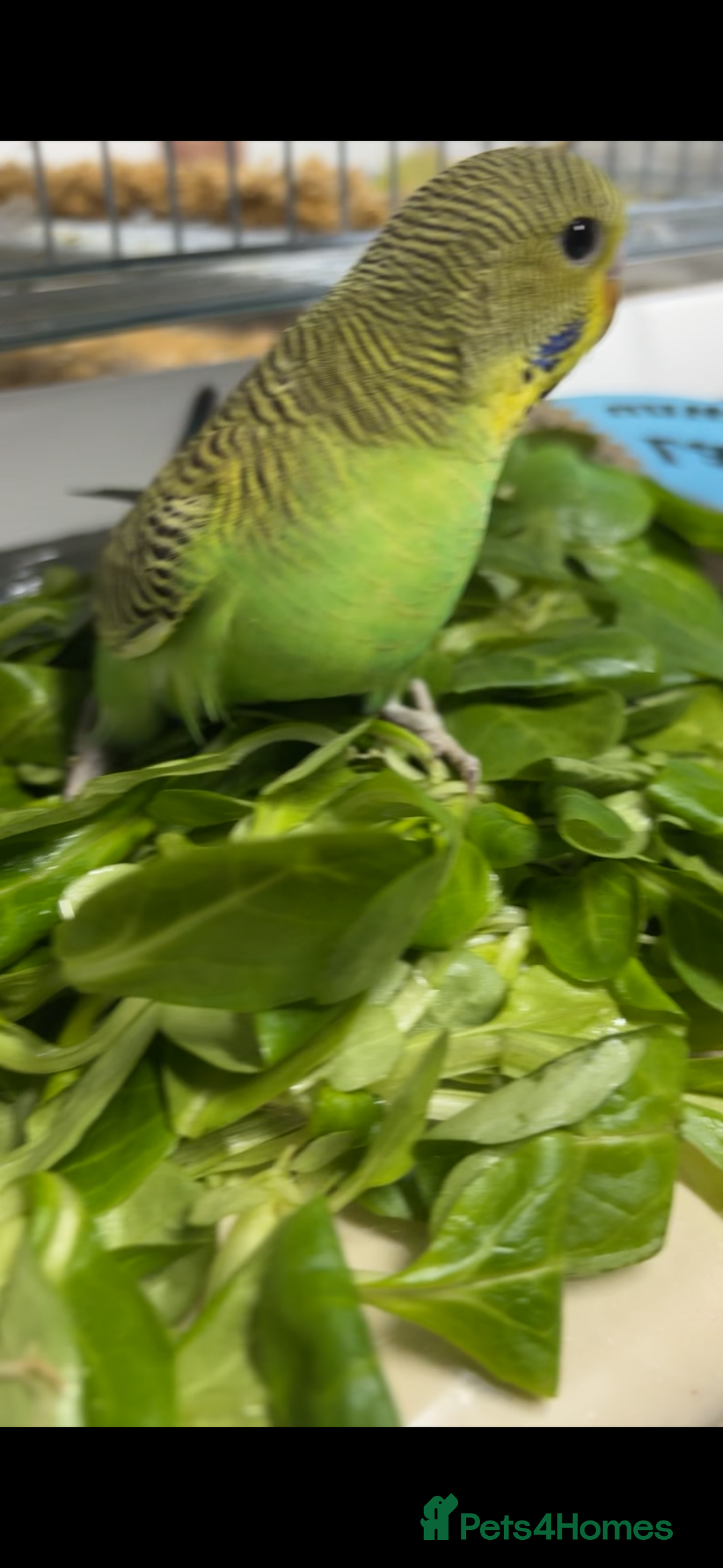 Budgerigars birds for sale: Babies & -Adult Budgies  in Ebbw Vale - Image 3