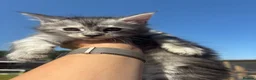 Maine Coon cats for sale: 🐾 Exceptional TICA Registered Maine Coons 🐾 - Advert 3