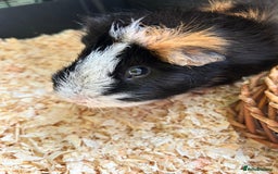 Guinea Pig rodents for sale: Guinea Pig looking for loving home - Image 2