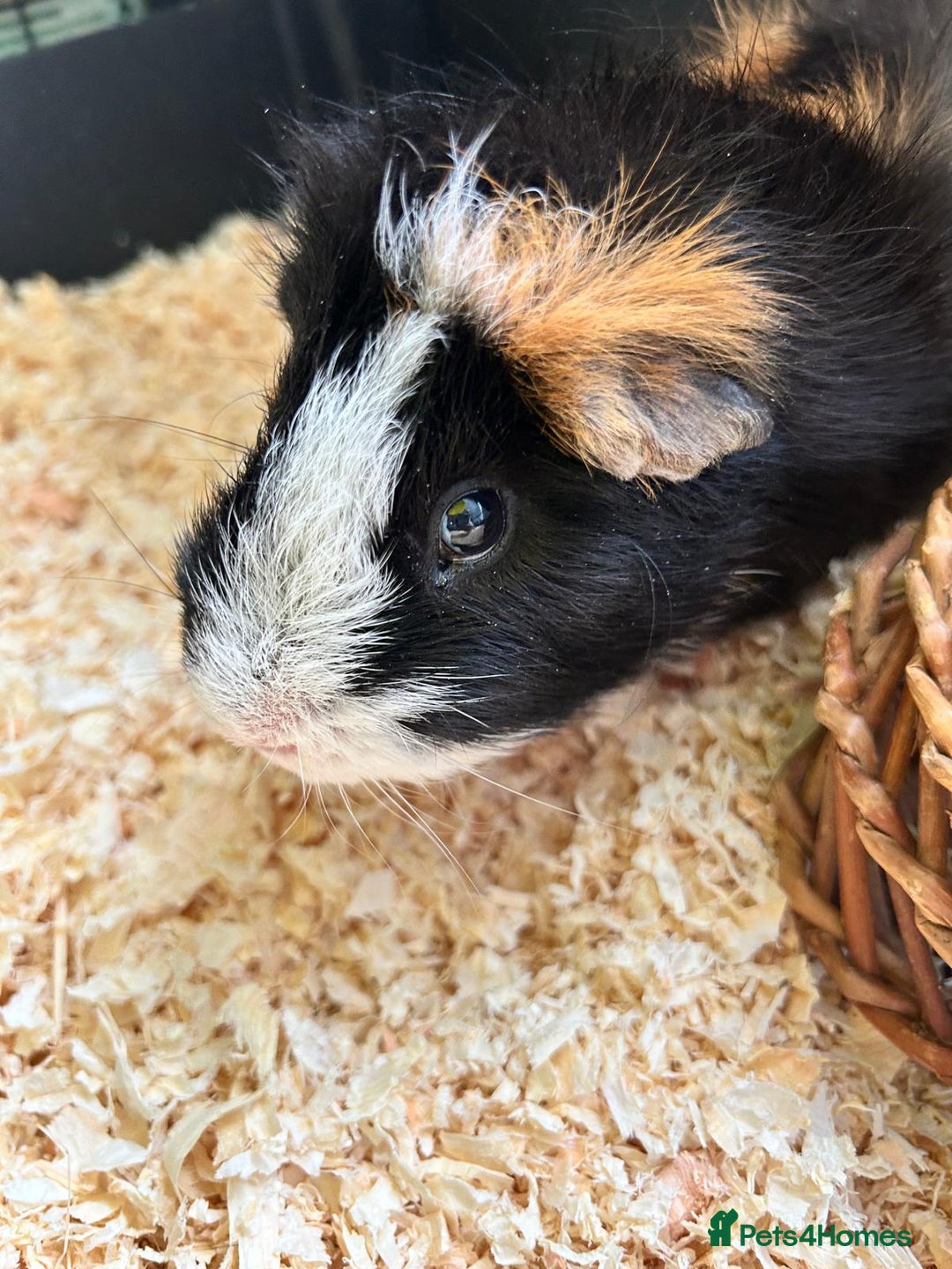 Guinea Pig rodents for sale: Guinea Pig looking for loving home - Image 2