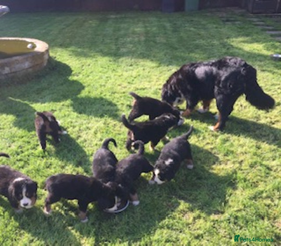 Bernese Mountain Dog dogs for sale: Symphony flam KC Bernese Mountain Puppies - Advert 4