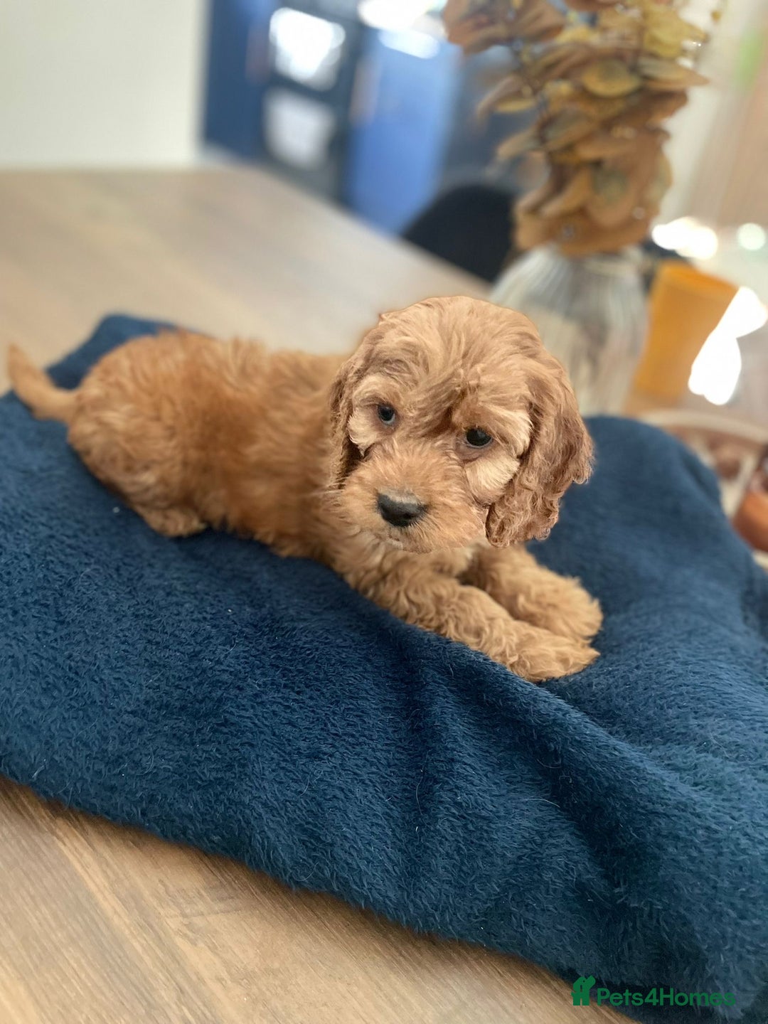 Cockapoo dogs for sale: ❤️NOW REDUCED❤️…X1 BOY (health tested) - Advert 5