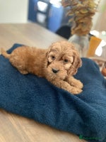 Cockapoo dogs - Advert 2