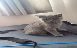 British Shorthair cats for sale: British shorthair LAST BLUE FEMALE - Advert 2